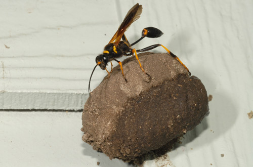 Sceliphron_caementarium01.jpg
