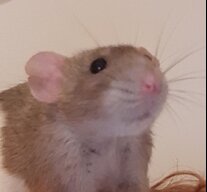 kithuu