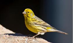 wild_canary